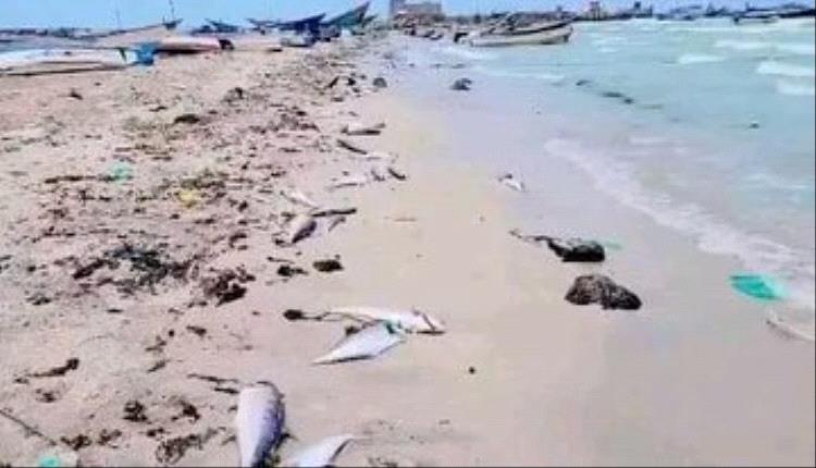 فيديو.. نفوق كميات كبيرة من الأسماك في اليمن