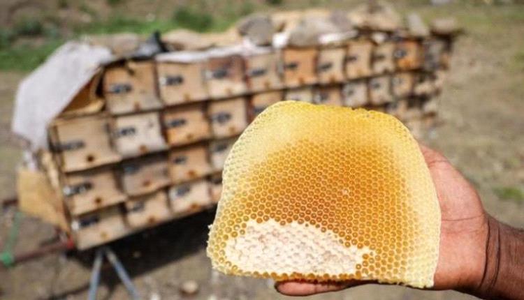 الجماعة تجبر كبار النحالين على إهداء عبدالملك الحوثي 200 كيلو من أجود العسل