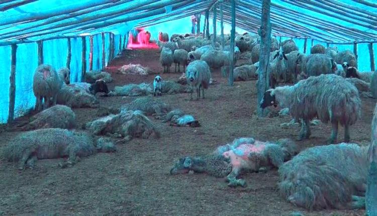 مع قرب عيد الاضحى.. حيوانات تفترس 30 رأس من الأغنام بهذه المحافظة 