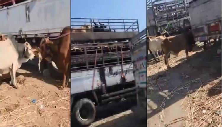 الحوثيون يخنقون تجارة المواشي: احتجاز عشرات الشاحنات وتهديد بكارثة اقتصادية وصحية