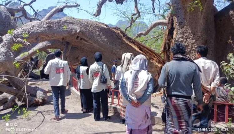 انشقاق شجرة عمرها ألفين عام يهز تعز... والمحافظ يوجّه ببرقية عاجلة لمعالجة الحادثة الغامضة