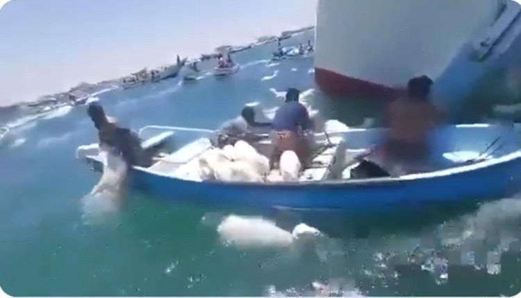 من شباك البحر إلى صراخ الأغنام: صيادون يصطادون ما لم يكن في الحسبان برأس العارة (فيديو)