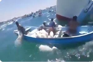 من شباك البحر إلى صراخ الأغنام: صيادون يصطادون ما لم يكن في الحسبان برأس العارة (فيديو)