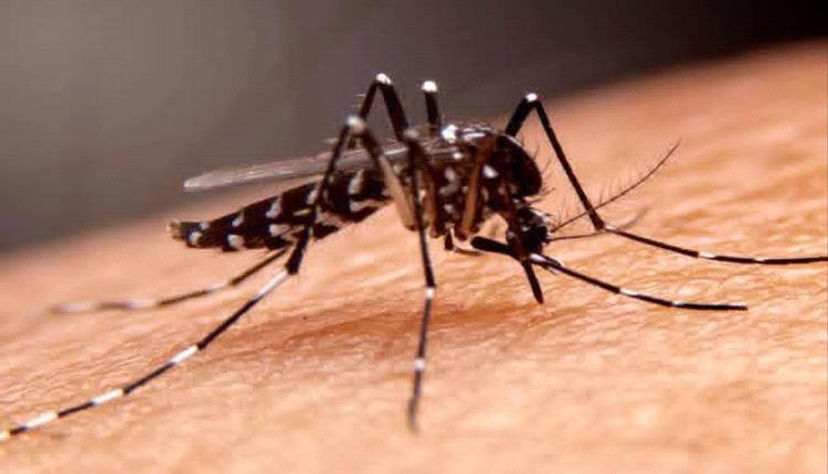 أمراض خطيرة قد تسببها لدغات البعوض.. أحذرها 
