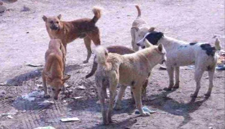 طفلة تتعرض لهجوم شرس من كلاب ضالة ومطالبات عاجلة لإنقاذ السكان جنوب صنعاء