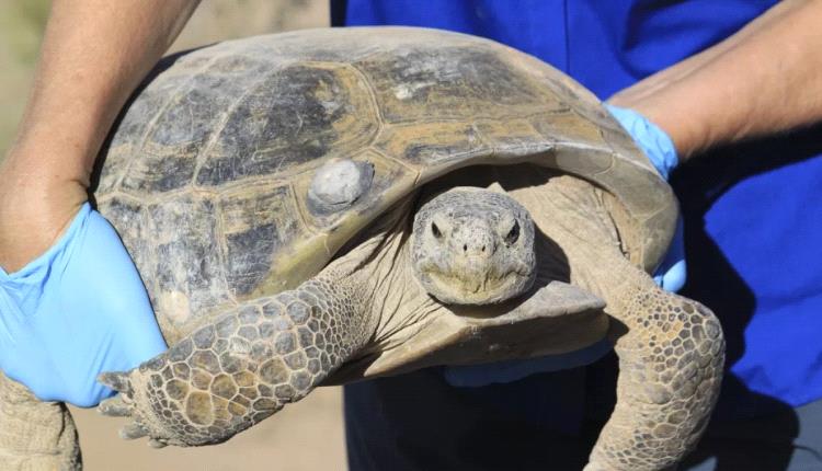 اليمن يقر منع اصطياد وتسويق السلاحف البحرية لحمايتها من الانقراض