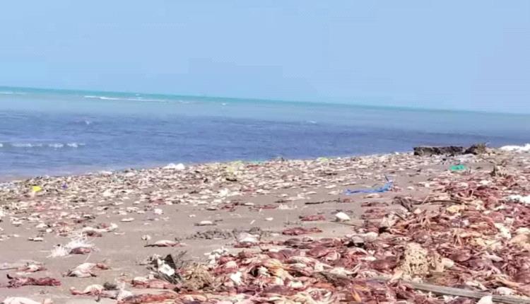 نفوق جماعي لكائنات بحرية حساسة في موشج والزهاري يثير قلق السكان