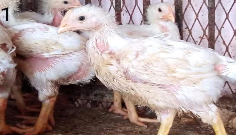 انفجار سعري يضرب تعز.. صعود جنوني للدواجن وارتباك شامل في الأسواق رغم تحسن الريال