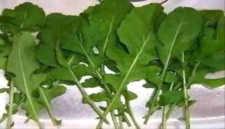 الجرجير يتصدر قائمة الخضروات الأكثر صحة 