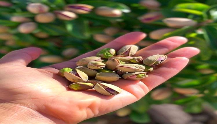 تناول الفستق ليلًا يُبطئ تطور السكري من النوع الثاني