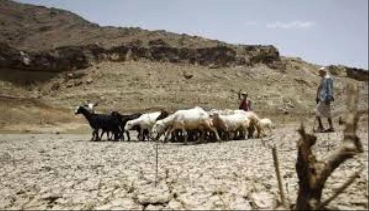 حرّ وجفاف يفتك بالمزارع والرعاة: اليمن على أعتاب أزمة جديدة