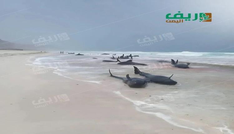 نفوق الدلافين في سقطرى: أزمة بيئية أم تدخل بشري؟