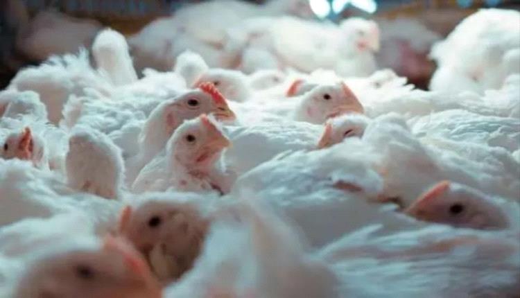 أزمة أعلاف تُهدد بانهيار قطاع الدواجن في مناطق الحوثيين