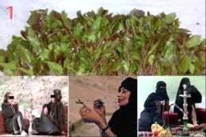 مجالس القات النسائية.. حين تتحول الجلسات الخاصة إلى بؤر للشيشة والغيبة والسياسة وأسرار الفراش