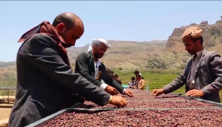 تحرك رسمي لإدراج "البن اليمني" ضمن قائمة التراث العالمي