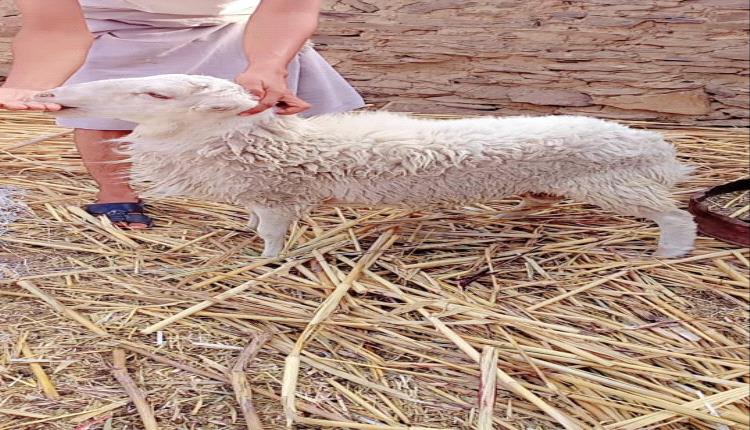 أضاحي العيد تتحول إلى حلم بعيد: أسعار نارية تحرق جيوب اليمنيين وتبدد فرحة العيد