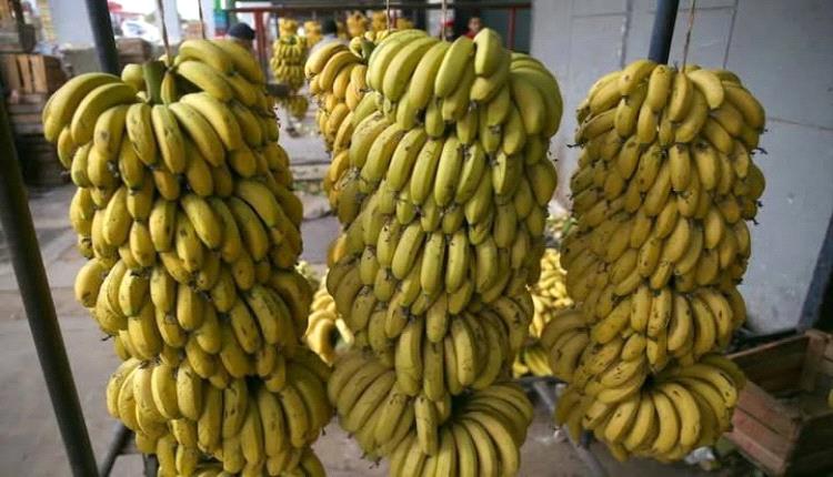 دراسة حديثة: الموز مفيد لخفض ضغط الدم