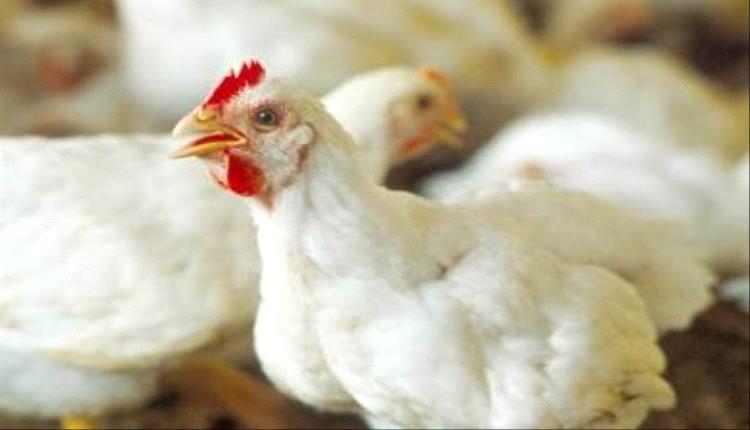 باسم "المقاطعة" وبأنياب الفساد: الحوثي يستحوذ على سوق الدواجن ويذبح المنتج المحلي