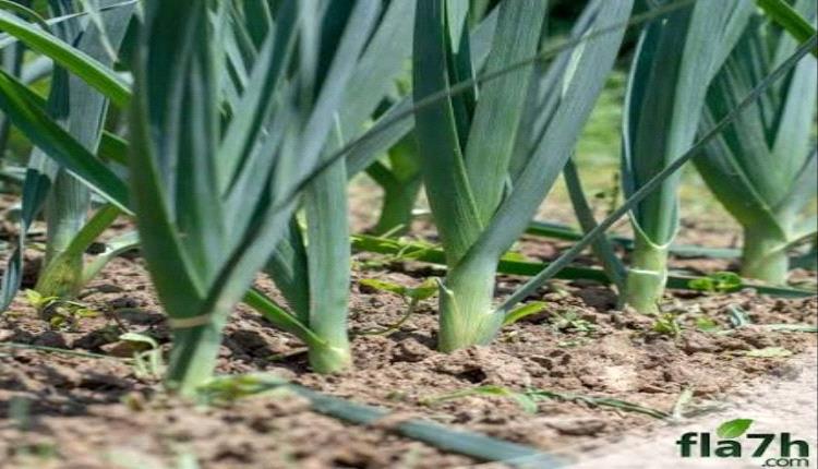 ستجعلك تتناولها يومياً.. فوائد صحية للكراث لا غنى عنها  