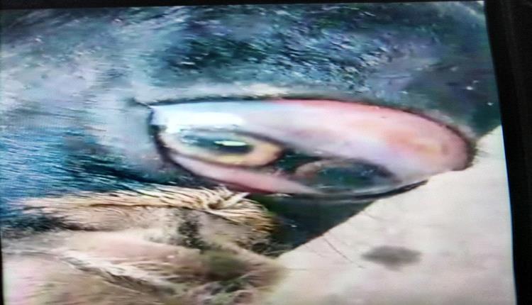 شاهد ولادة غريبة في ردفان.. شاة تضع "تيسا" بملامح وجه تشبه القرد