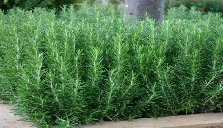 إكليل الجبل يعزز التئام الجروح دون ندوب.. دارسة تكشف السر 