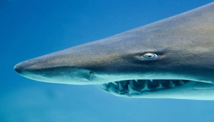 رصد سمكة قرش ضخمة وتحذيرات من السباحة في بحر البريقة بعدن.. تفاصيل