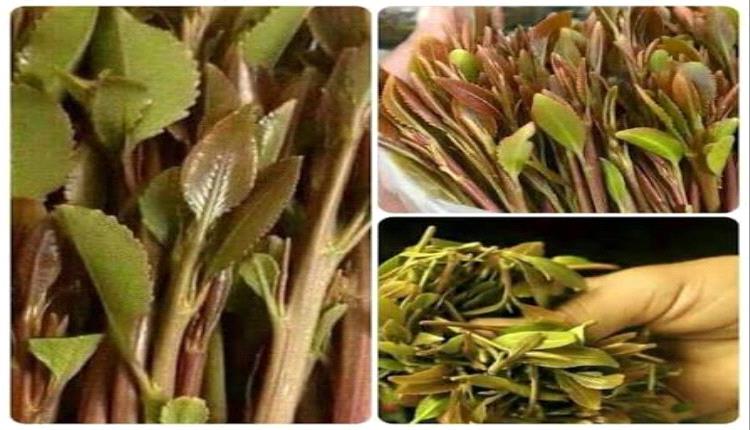 غضب شعبي في تعز ودعوات واسعة لإيقاف فوضى القات وإغلاق دكاكينه الليلية داخل الأحياء