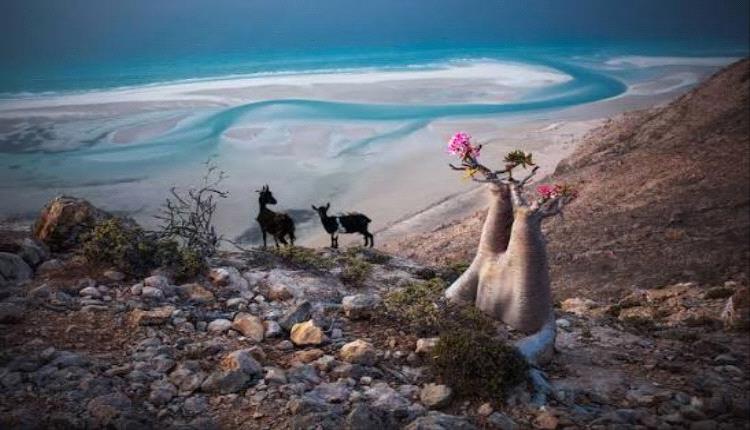 إتلاف 540 كيلوجرام من شراب مخالف للمواصفات والجودة بسقطرى