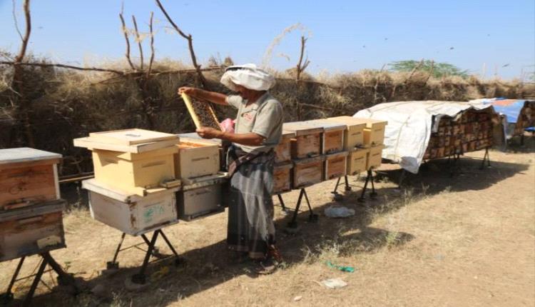 طريق الكدحة يفتح موسم العسل الفاخر في المخا.. والنحالون: وجدنا الأمان بعد معاناة الحرب