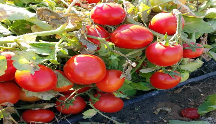 تناول الطماطم يقي من خطر الإصابة بسرطان البروستات