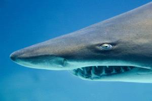 رصد سمكة قرش ضخمة وتحذيرات من السباحة في بحر البريقة بعدن.. تفاصيل