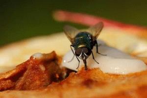 طريقة بسيطة لإبعاد الذباب عن مطبخك بدون مواد كيميائية  