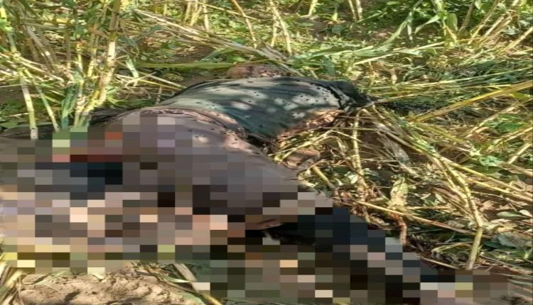 العثور على جثة شاب نهشتها الكلاب وبجوارها سلاح في سامع تعز
