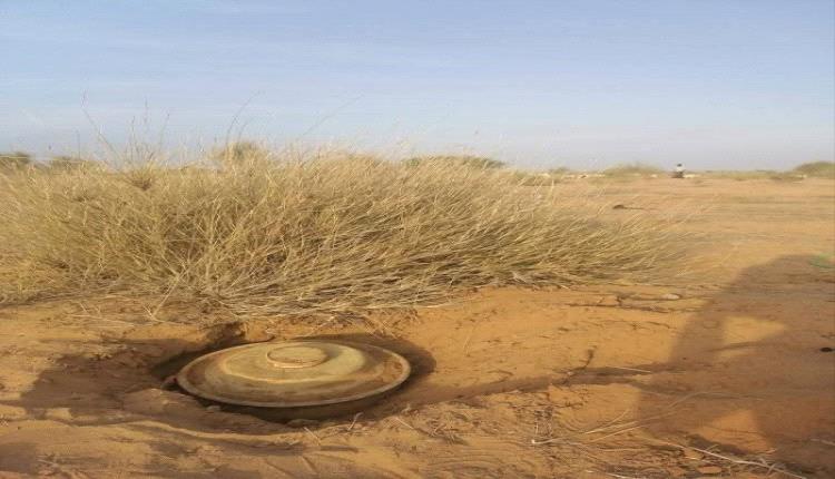 لغم حوثي يتسبب بنفوق قطيع ماشية في حجة