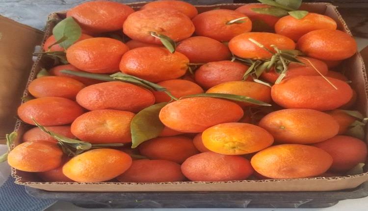 فوائد غير متوقعة للبرتقال في الوقاية من السرطان