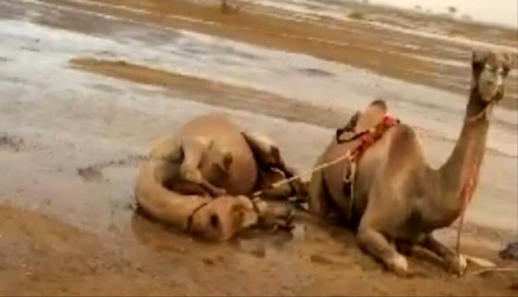 صاعقة رعدية تحول راعي إبل إلى جثة والنيران تأكل 5 من قطيعه بالزهرة