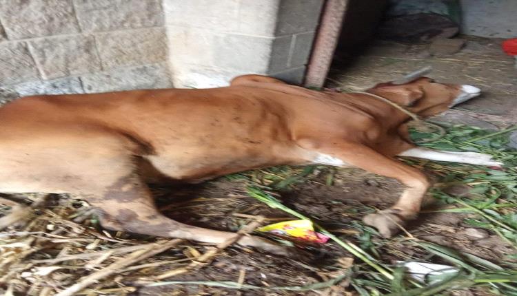 مجهولون يسممون ثورين لأسرة مكونة من 14 فرداً في إب مع حلول موسم الحراثة 