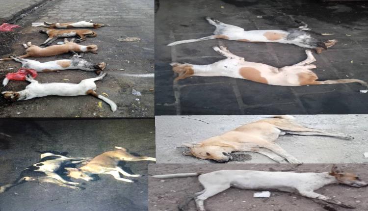 استمرار حملة مكافحة الكلاب الضالة في مديرية التواهي