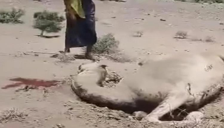 لغم حوثي ينفجر شرق المخا ويُهلك ناقة مواطن في منطقة ملوثة بالألغام