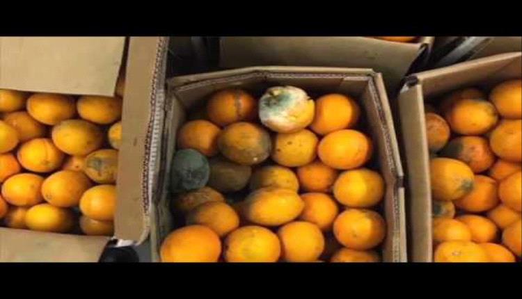 إتلاف شحنة كبيرة من فاكهة البرتقال في منفذ شحن بالمهرة