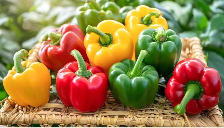 الأصفر أم الأحمر.. ما لون الفلفل الحلو الأفضل لدعم المناعة؟ 