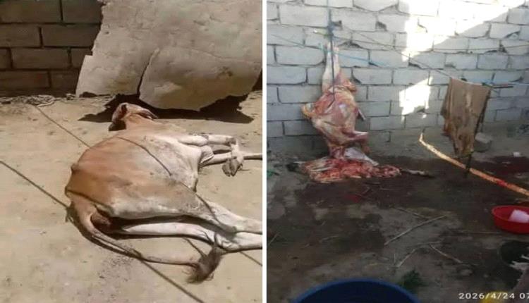 جريمة لا تغتفر.. لحوم البقرة النافقة تغزو أسواق تعز