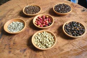 القهوة اليمنية تغزو أمريكا الشمالية… من منتج هامشي إلى ظاهرة ثقافية تعيد رسم خريطة المقاهي