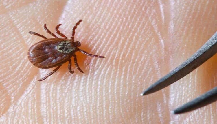 لدغة قرادة تُنهي حياة رجل تركي في 3 أيام فقط