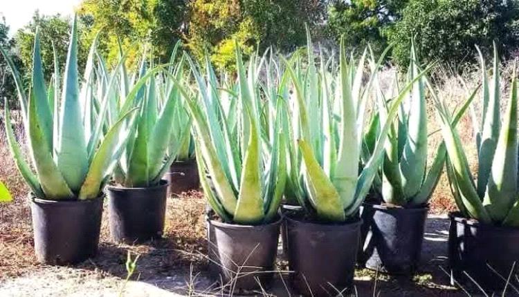 نبتة منزلية شائعة قد تكون مفتاح مكافحة ألزهايمر