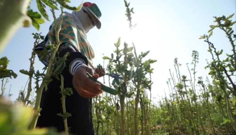 ممارسات حوثية تهدد الاقتصاد الزراعي في اليمن وتفاقم أزمات المزارعين