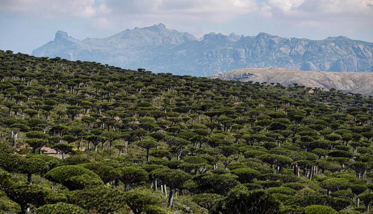 سقطرى تستعد للاحتفال بلغتها.. فعاليات تقافية لإحياء الهوية وصون الموروث الثقافي واللغوي