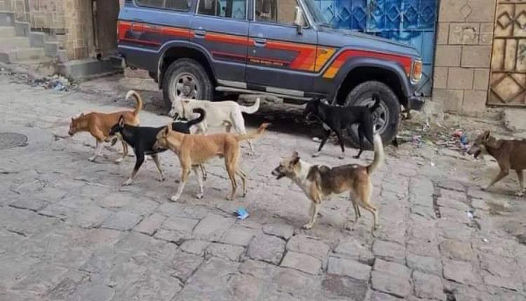 نهاية مؤسفة لطفل عقب وفاة طفل بعد عضة كلب في تعز