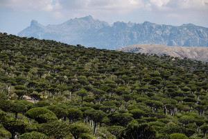 سقطرى تستعد للاحتفال بلغتها.. فعاليات تقافية لإحياء الهوية وصون الموروث الثقافي واللغوي