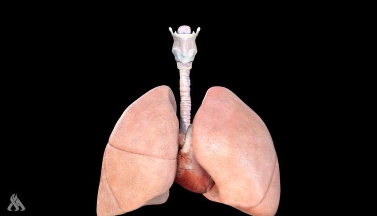 علماء يبتكرون رئة بشرية مصغرة تحاكي اﻷمراض وتختبر الأدوية بدقة